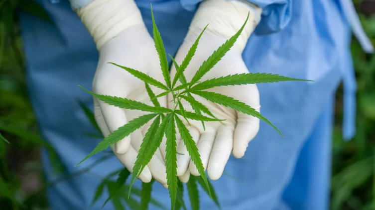 Lanzarán un sitio web con información sobre la marihuana medicinal