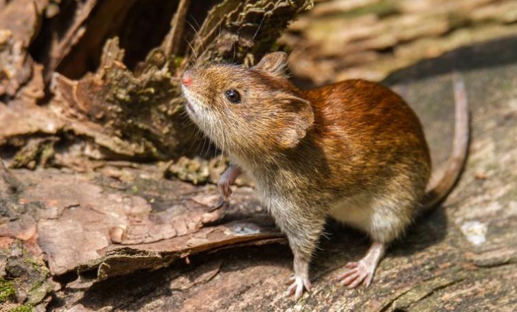 Murió una nena de 8 años por hantavirus en Chubut