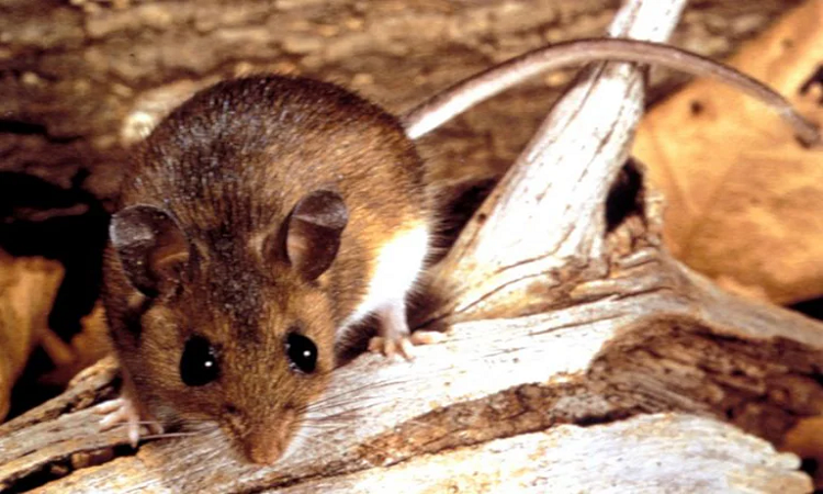 Hantavirus: forma de contagio, síntomas y prevención de una enfermedad sin cura