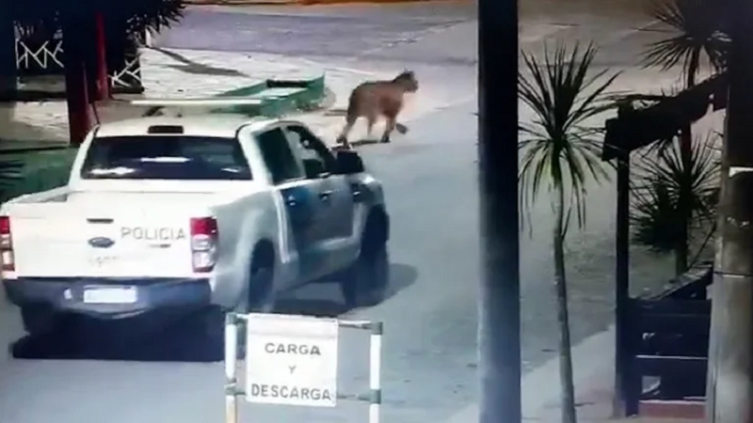 El municipio finalizó la búsqueda de los pumas en Villa Gesell