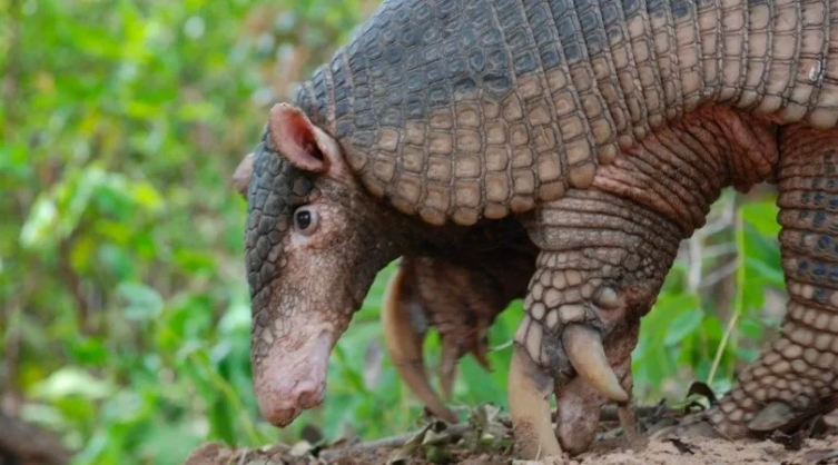 El armadillo más grande del mundo sólo subsiste en el Chaco argentino