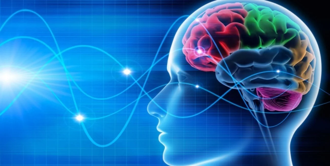 Dónde se ubica el lenguaje en el cerebro, según los expertos del MIT