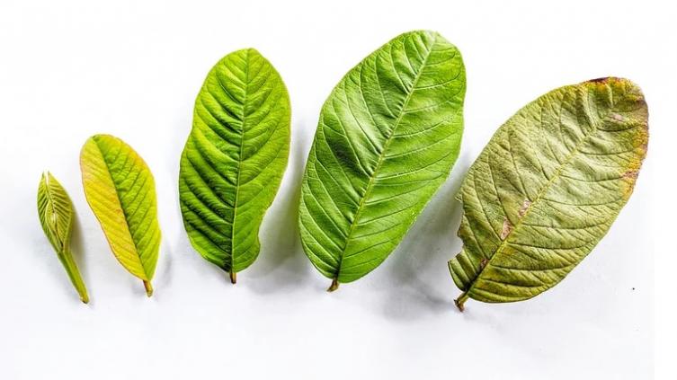 Cuáles son los beneficios de la hoja de guayaba, según expertos