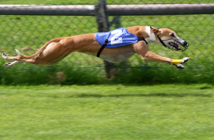 Desarticulan una carrera clandestina de perros galgos 