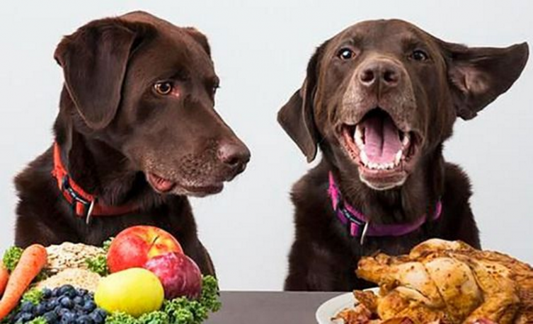 Alimentos vegetarianos para mascotas, ¿moda o disparate?
