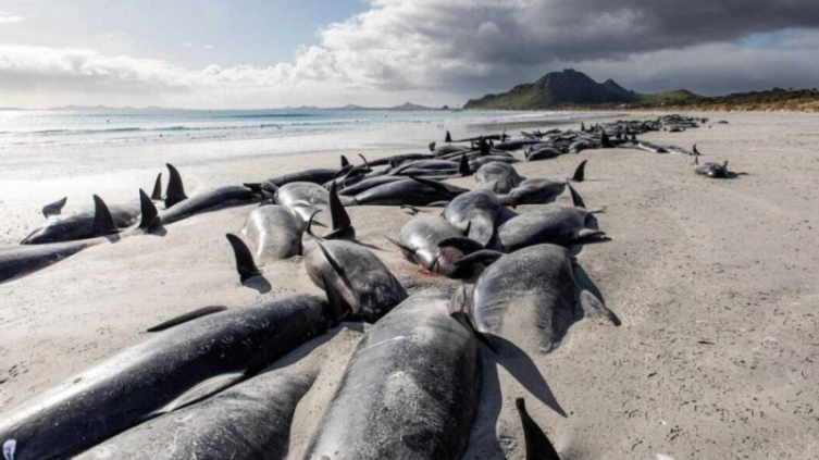 Nueva Zelanda: murieron 250 ballenas piloto que quedaron varadas