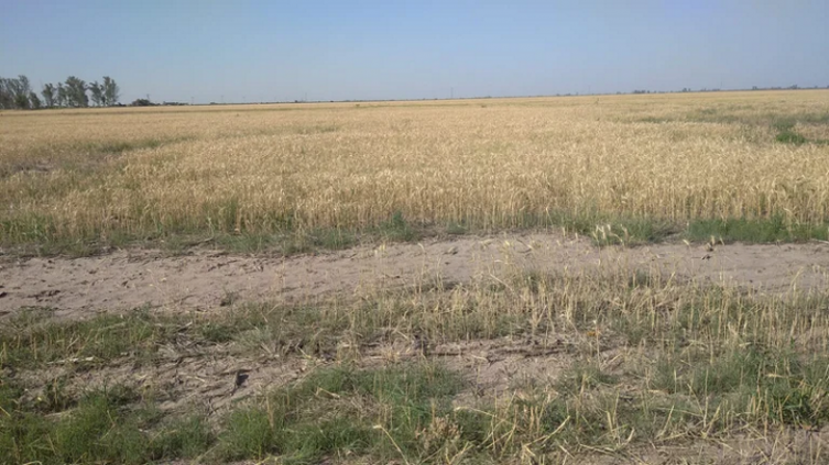 Dura sequía: otras dos millones de hectáreas ingresaron a la categoría más crítica para el campo