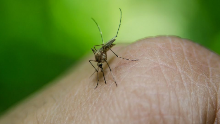Alerta epidemiológica por chikungunya
