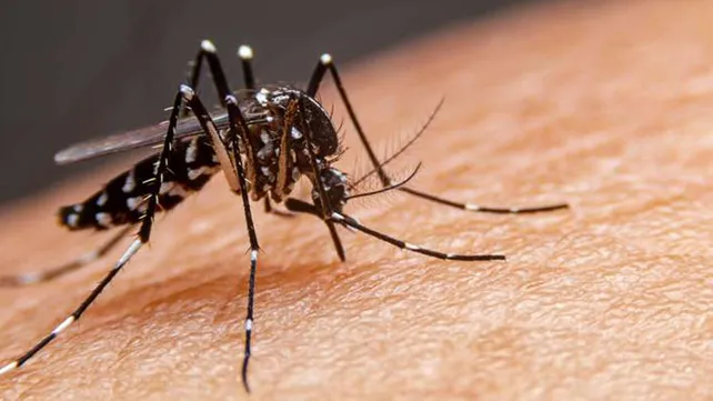 Confirman diez casos de dengue en la provincia 