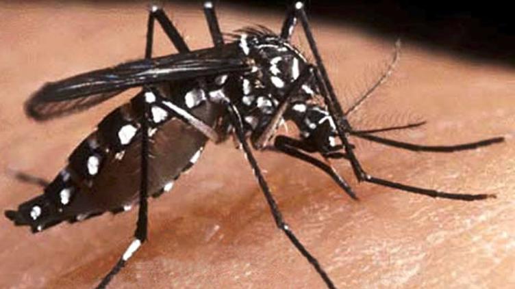 Confirmaron el primer caso positivo de Chikungunya 