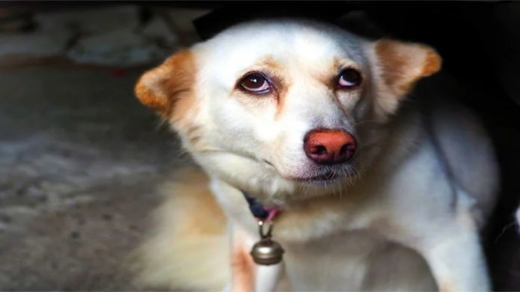 Tu perro le teme a las tormentas eléctricas: cómo ayudarlo