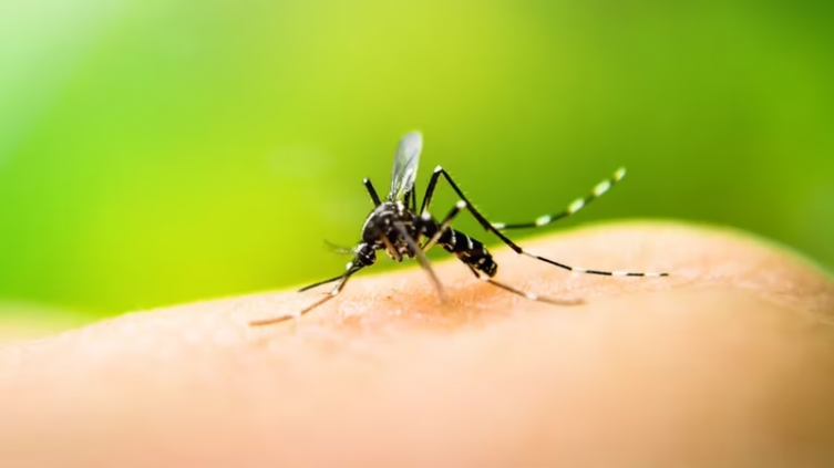 Dengue: en Argentina crecieron los casos un 252% en una semana