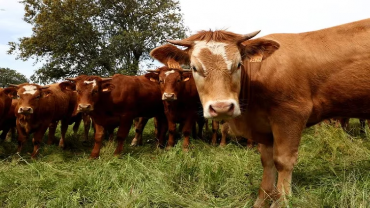 Mal de la vaca loca: cómo puede afectar a los humanos