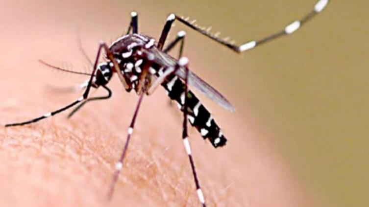 Santa Fe cerca de llegar a los 500 casos de Dengue