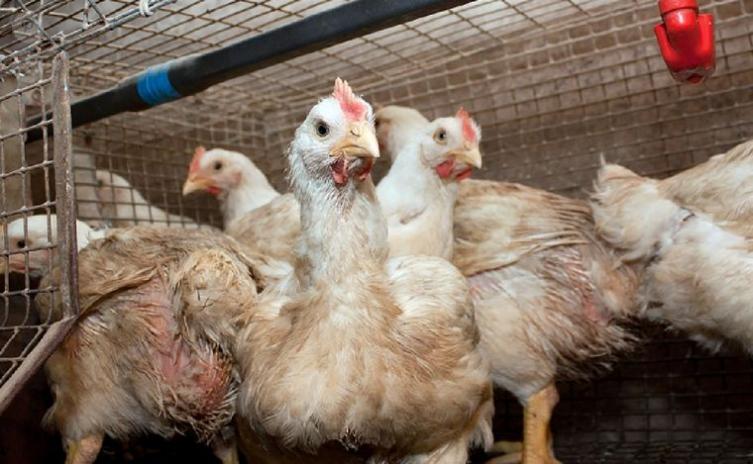 Gripe aviar: reportan primer caso en corral y suspenden exportaciones de pollo