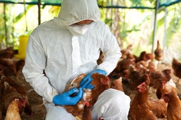 Ascienden a 40 los casos de gripe aviar en el país