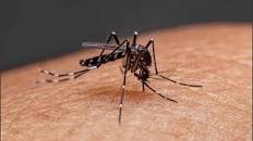 Aumentan los casos de dengue en la provincia con más de 1.300 contagios confirmados