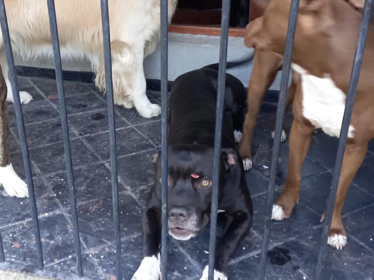 Ladrón amenazó a una familia dentro de su casa e hirió a un perro