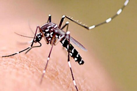Se duplicaron los casos de dengue en la ciudad