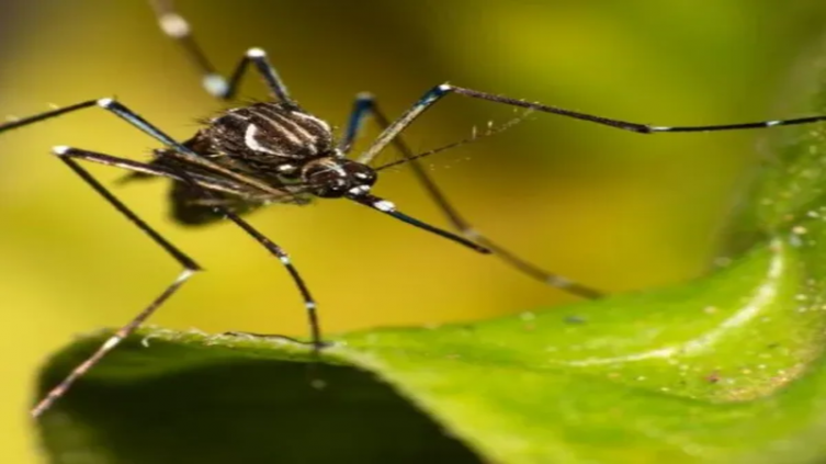 Dengue: progresan en el desarrollo de una formulación líquida