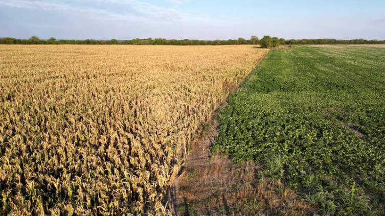 Cambio climático: políticas locas lastiman a la agricultura en América Latina