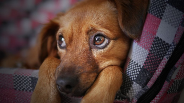 Cuidados para perros en tiempo frío