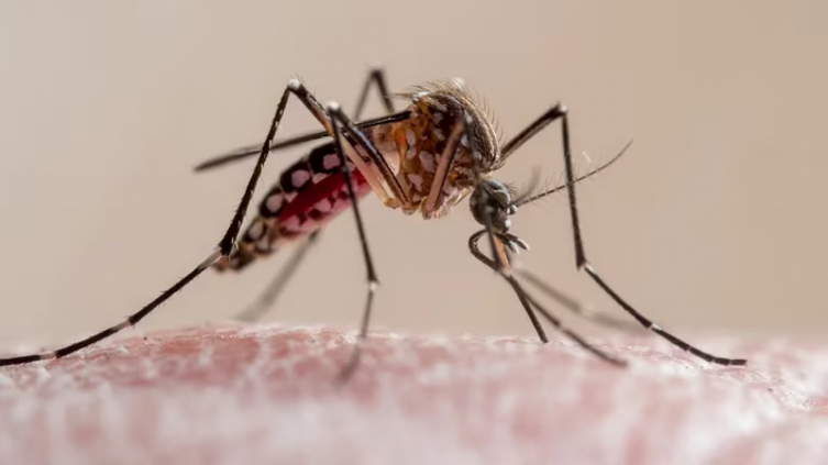 Dengue: resiste y siguen los contagios a pesar del invierno