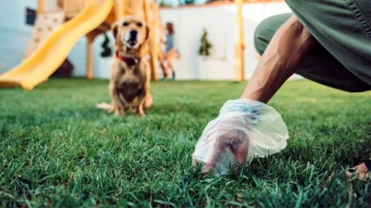 Mascota: consejos para un mejor manejo de las heces