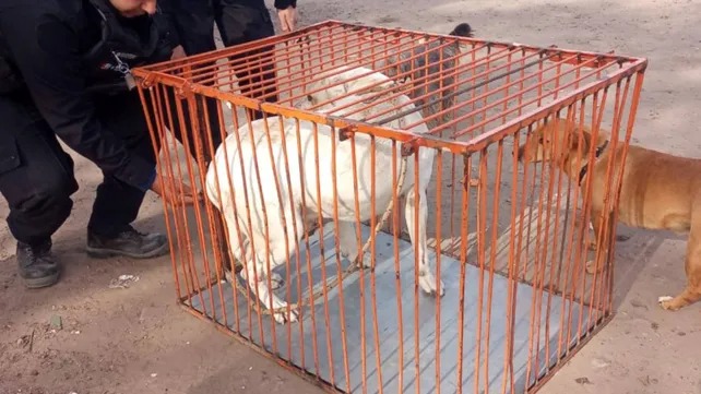Atraparon al Pitbull que mordió a la nena de un año: está en una jaula en la Comisaría 8° y el dueño no aparece