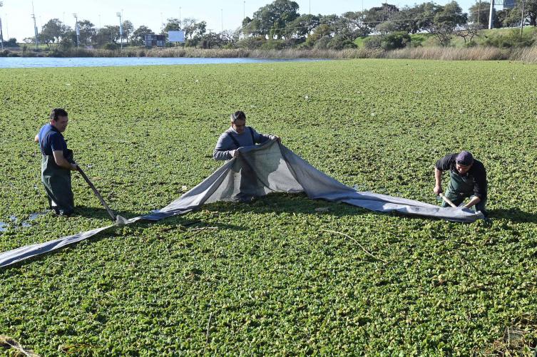 La Municipalidad realiza un operativo de limpieza en el lago del Parque del Sur