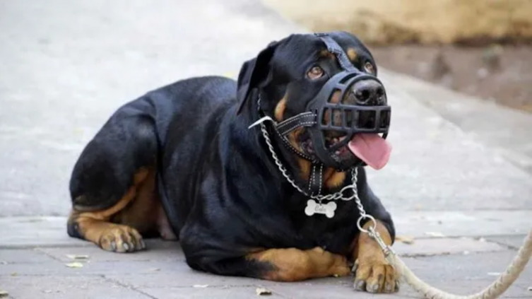 El registro online de perros peligrosos tuvo 100 nuevas inscripciones 