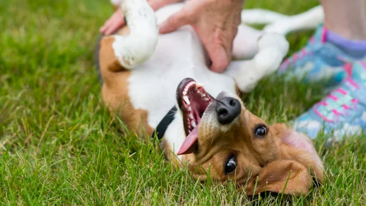 El lenguaje corporal de los perros: qué significan 