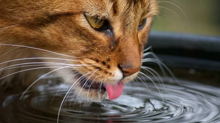 Los gatos toman muy poca agua, así logras que se hidraten