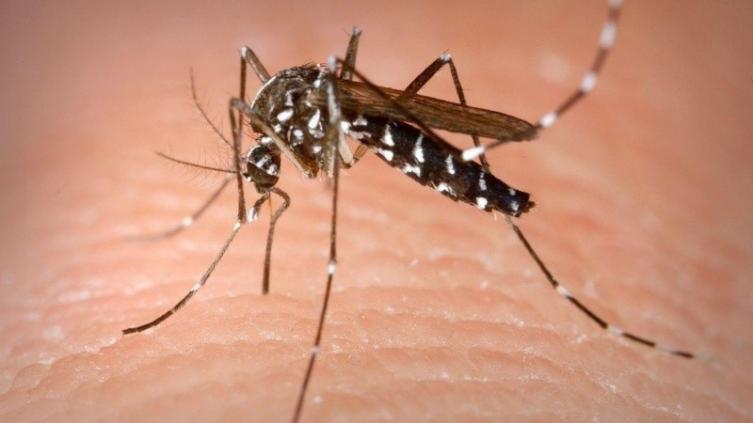 Se aprobó una vacuna contra el chikunguña en Estados Unidos