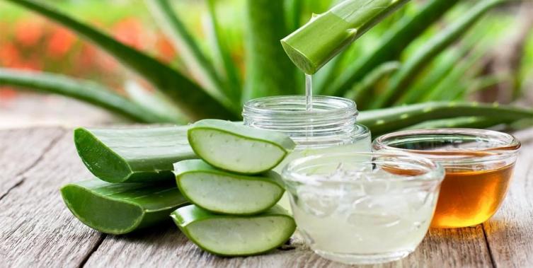 Aloe Vera: Descubrí todos sus beneficios