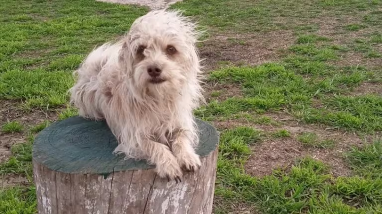 El primer perro de asistencia hospitalaria en Argentina