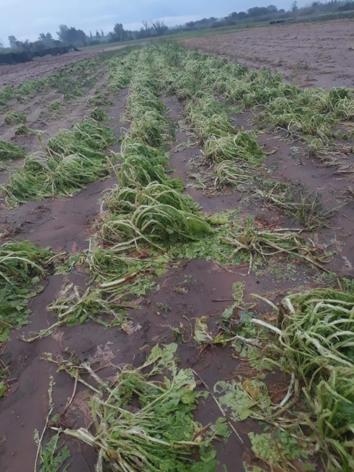 La tormenta provocó destrozos en el sector de quintas de la ciudad: hubo zonas con 100% de pérdidas