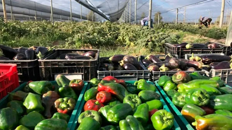 Agroalimentos: los precios se multiplicaron por 3,4 veces