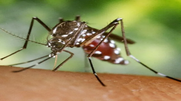 Dengue en Paraguay: 10.400 casos registrados este año
