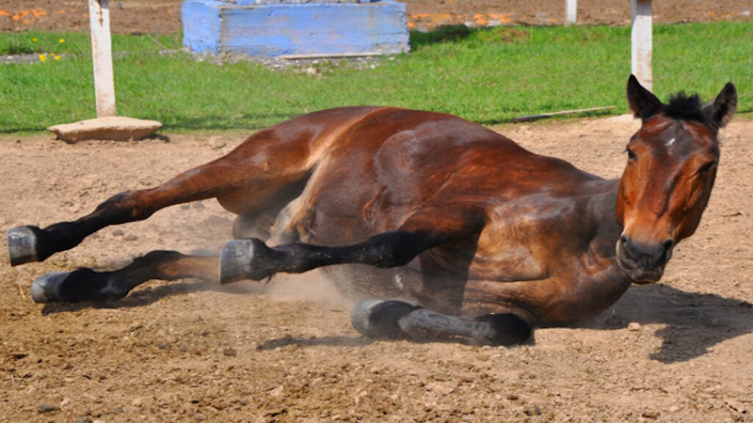 Confirman casos positivos de encefalomielitis equina 