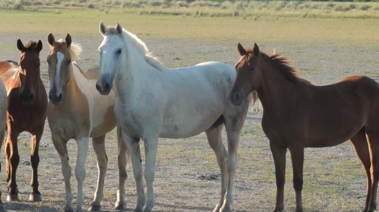 La provincia confirmó un caso de encefalomielitis equina en San Cristóbal