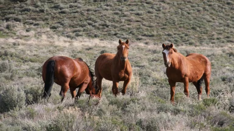 Encefalomielitis equina: cuál es el riesgo para los humanos