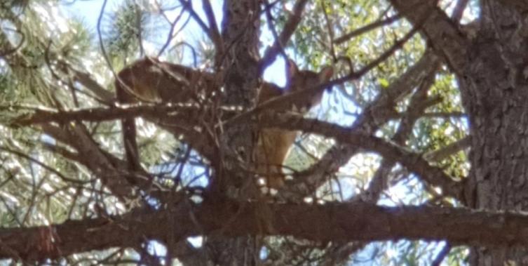 Aún no pudieron atrapar al puma que anda suelto