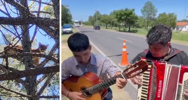 El cantante José Yossen le dedicó una canción al puma de Arroyo Leyes