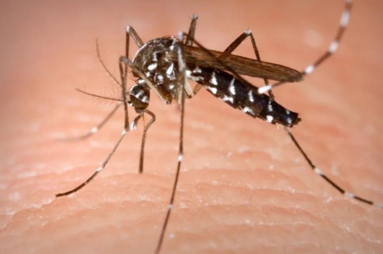 ¿Cómo eliminar los mosquitos para siempre?