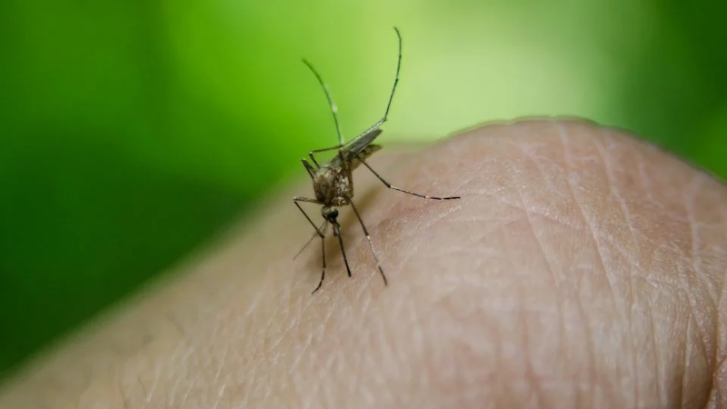 Los repelentes naturales de mosquitos mas eficientes