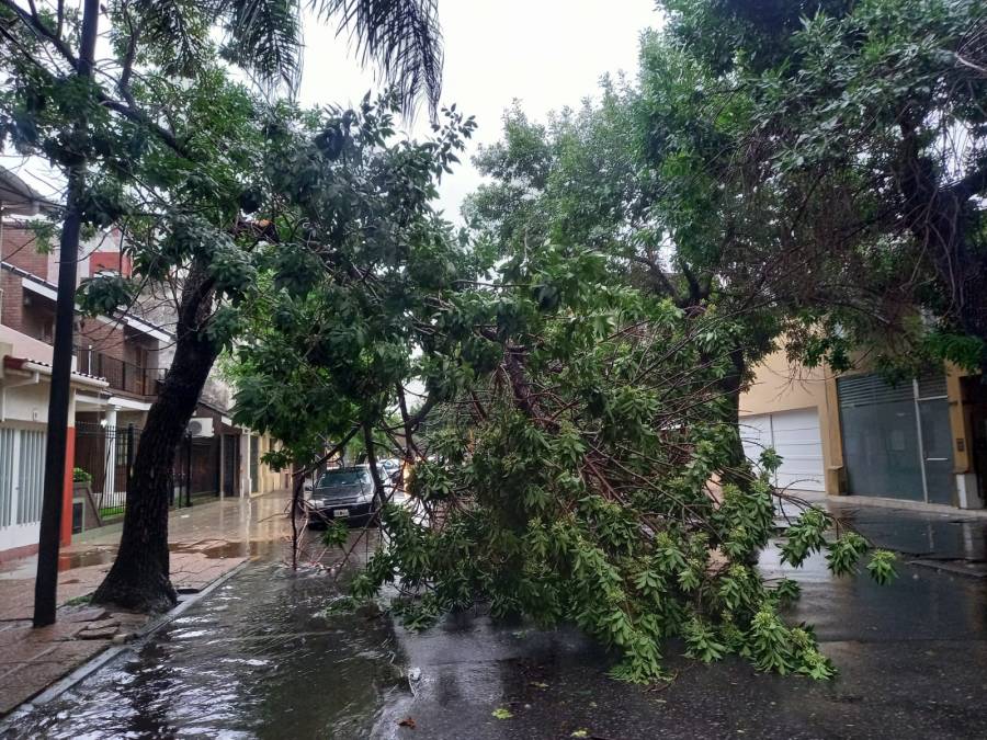 Arboles caídos, desvío de colectivos y más de 25 reclamos por la tormenta