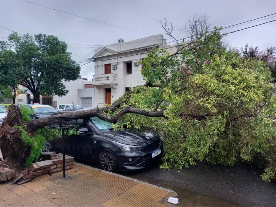 Un árbol aplastó un auto