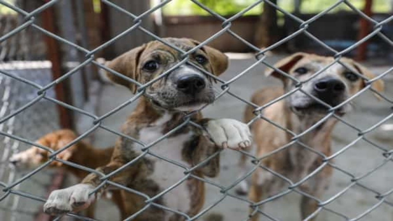 Proyecto: Cómo es la ley que aumenta las penas por maltrato animal
