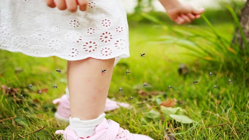 Verano: por qué el dengue está golpeando diferente en Argentina